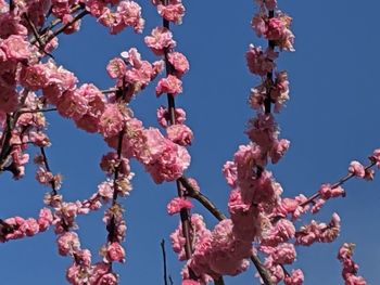 Low angle view of cherry blossoms against sky