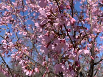 Low angle view of cherry blossoms in spring