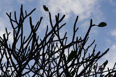 Low angle view of plants against sky