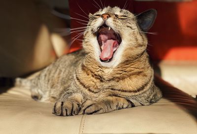Close-up of a cat yawning