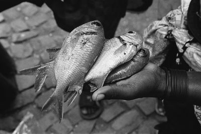 Close-up of hand holding fish