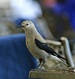 Close-up side view of a bird