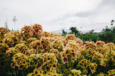 Close-up of flowering plants against sky