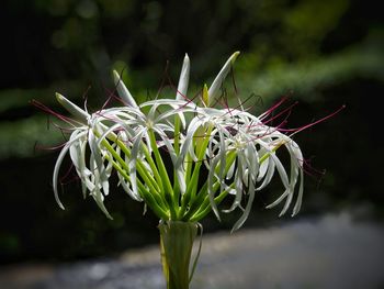 Close-up of flowering plant