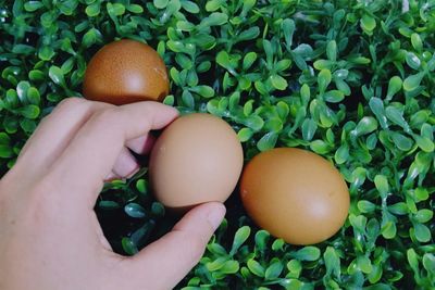 Close-up of hand holding fruit