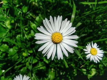 Close-up of white daisy flower