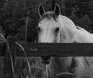 View of horse on field against cloudy sky