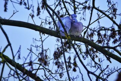 Low angle view of parrot perching on tree against sky