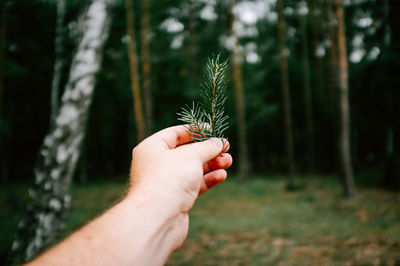 Cropped image of hand holding leaf