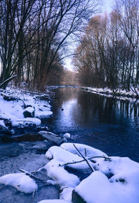 Snow covered trees on snow covered landscape