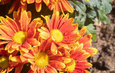 Close-up of orange flowering plant