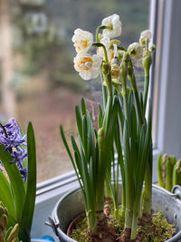 Close-up of potted plant in vase