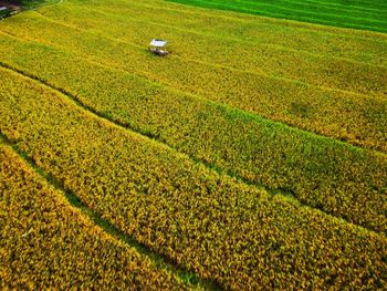 Aerial panorama of agrarian rice fields landscape like a terraced rice fields ubud bali indonesia