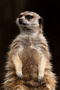 Close-up of an animal looking away