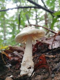 Close-up of mushroom growing on field