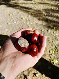 Close-up of hand holding fruit