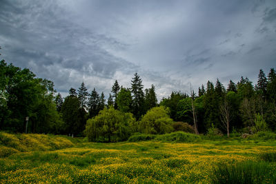 Scenic view of trees on field against sky