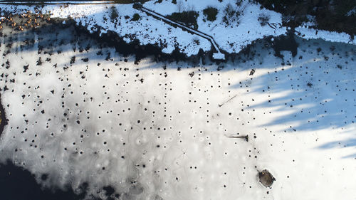 Close-up of birds in water during winter