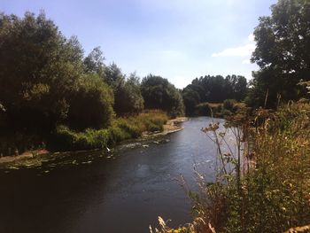 Scenic view of river with trees in background