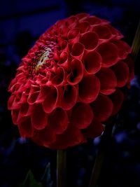 Close-up of red flower