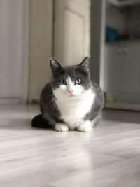 Portrait of cat sitting on floor at home