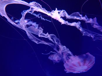 Close-up of jellyfish in sea