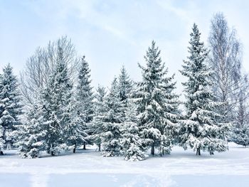 Trees on snow covered field against sky