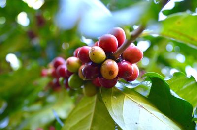 Low angle view of coffee fruits growing outdoors