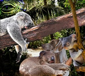 View of an animal relaxing on tree