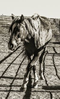 Horse standing outdoors