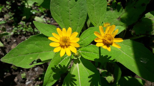 Close-up of yellow flowering plant