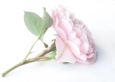 Close-up of pink flower over white background