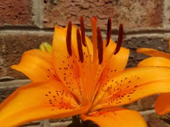 Close-up of day lily blooming outdoors