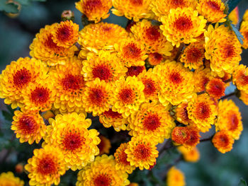 Close-up of orange flowers