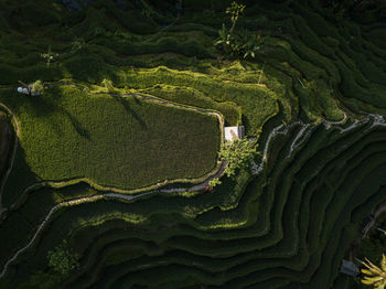 High angle view of agricultural field