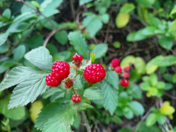 Close-up of red berries growing on plant