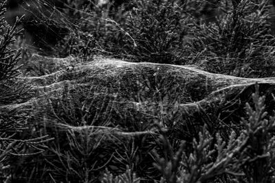 Close-up of grass in forest