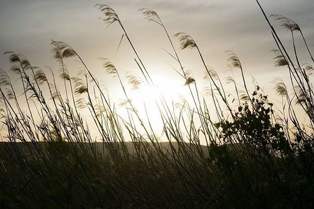 sunset, sky, growth, plant, tranquility, sun, nature, tranquil scene, grass, beauty in nature, field, silhouette, scenics, cloud - sky, sunlight, cloud, landscape, growing, idyllic, outdoors