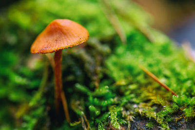 Close-up of mushroom growing on field