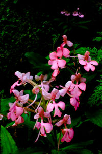 Close-up of pink flowers blooming outdoors