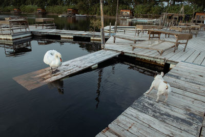 View of a dog on the lake