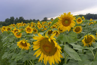 Close-up of yellow flowering plants on field