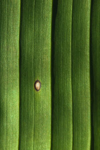 A closeup of a banana palm leaf with ribs and venus, and white defect. leaves pattern