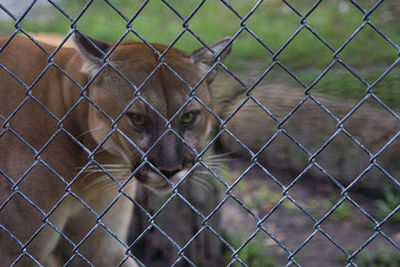 View of chainlink fence in cage at zoo