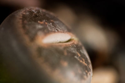 Close-up of plant against blurred background