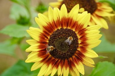 Close-up of yellow flower