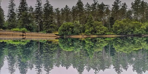 Scenic view of lake in forest