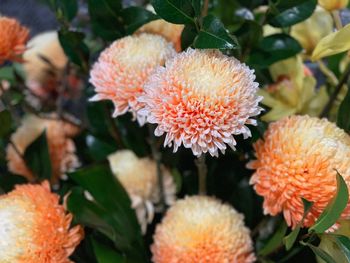 Close-up of orange flowering plants