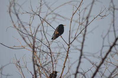 Low angle view of bird perching on twig