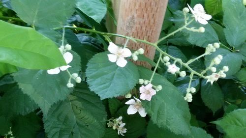 Close-up of white flowers